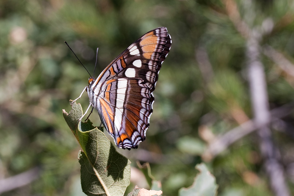 27_Big Bend National Park_10.jpg